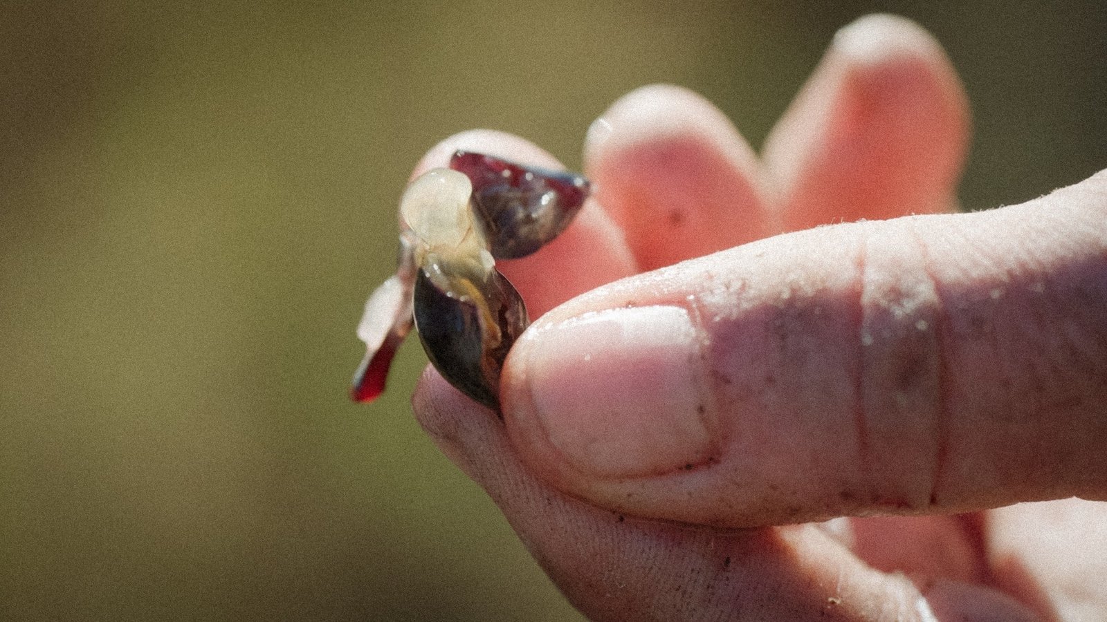 Mans a la terra: la nostra primera verema 3 Baia Raim Verema